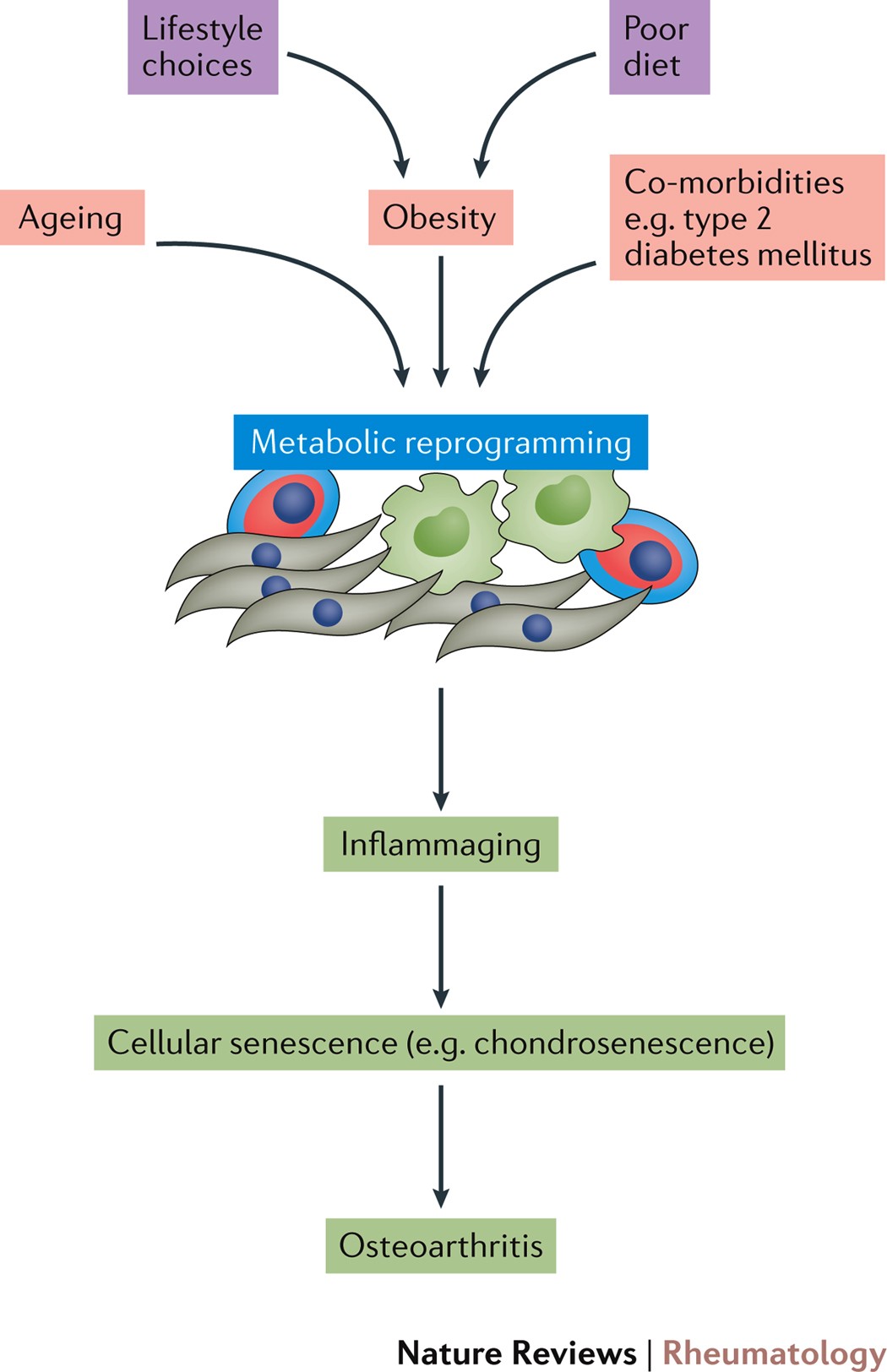 The Role Of Metabolism In The Pathogenesis Of Osteoarthritis Nature Reviews Rheumatology