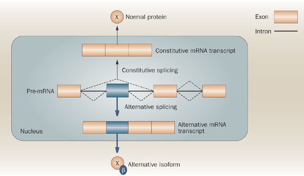 The role played by alternative splicing in antigenic variability