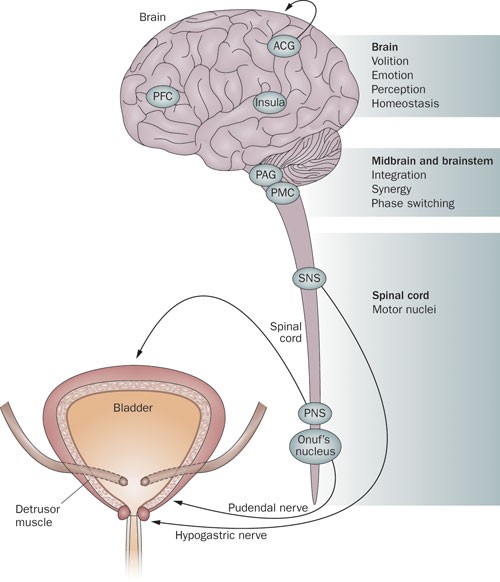 Management of overactive bladder