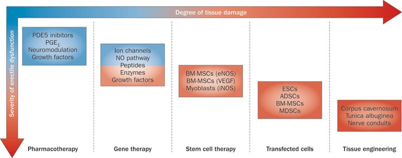 Emerging Tools For Erectile Dysfunction A Role For Regenerative Medicine Nature Reviews Urology
