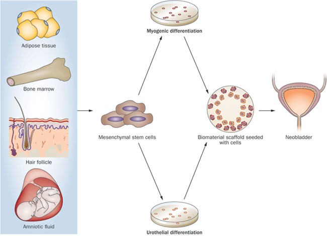 Isolation, expansion and characterization of porcine urinary bladder smooth  muscle cells for tissue engineering, Biological Procedures Online