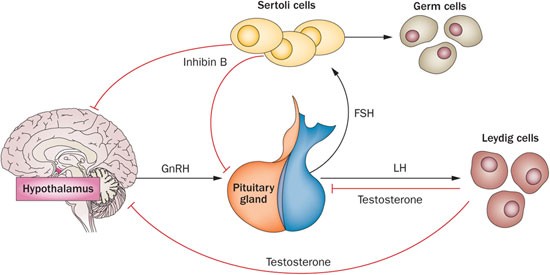 Follicle-stimulating hormone treatment in normogonadotropic infertile men |  Nature Reviews Urology
