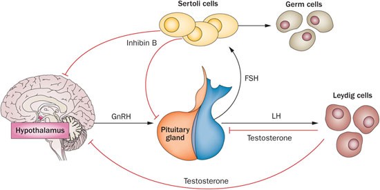 Follicle-stimulating hormone treatment in normogonadotropic infertile men | Nature Reviews Urology