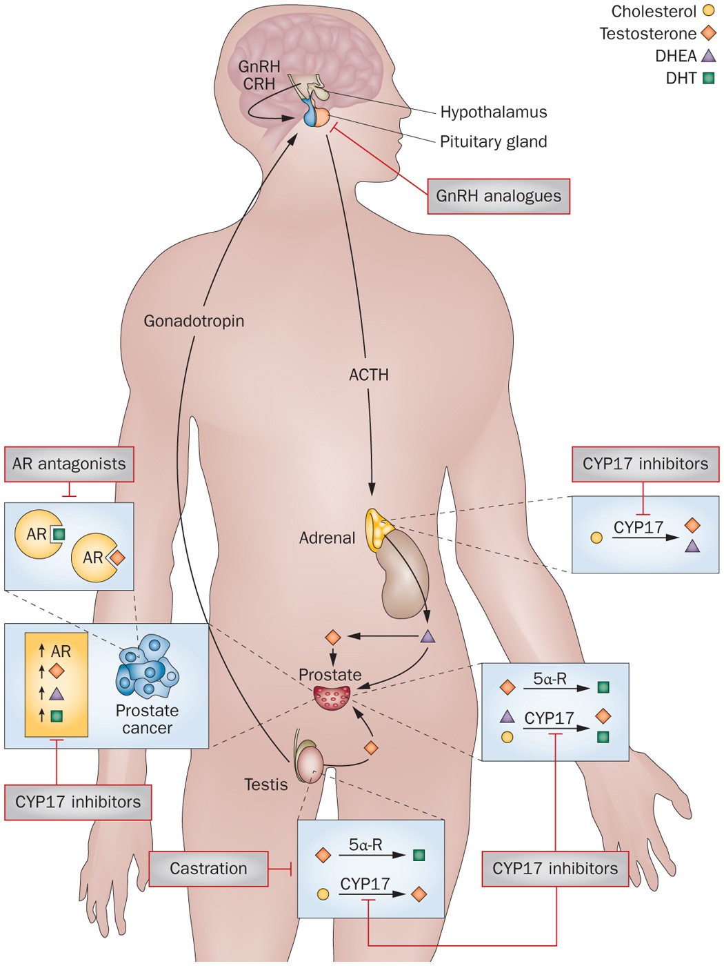 dihexa pnb-0408 c-met hgfr activator MET  an ideal target for antibody drug conjugate therapy, plus nivolumab