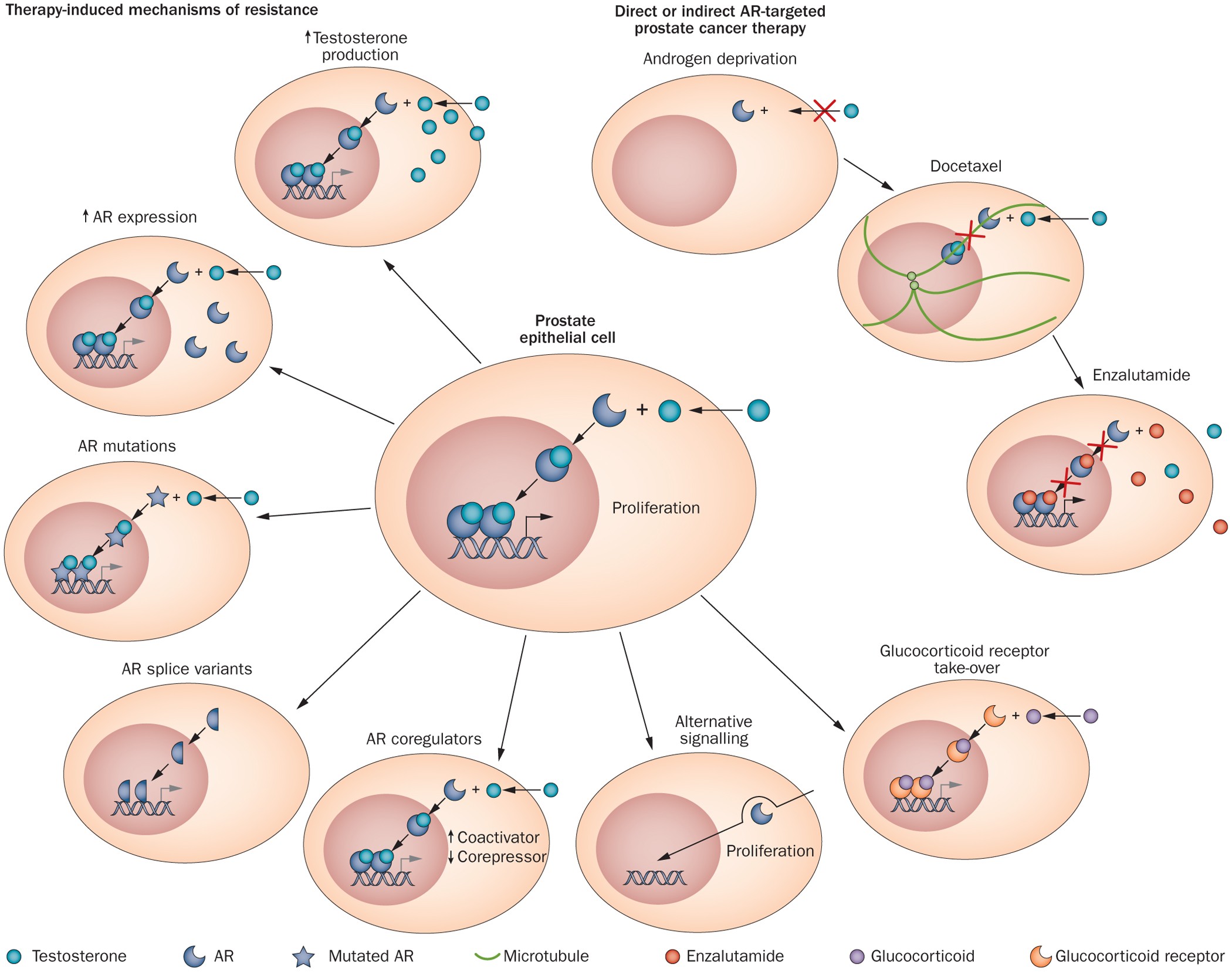 Prostate receptek Zozh