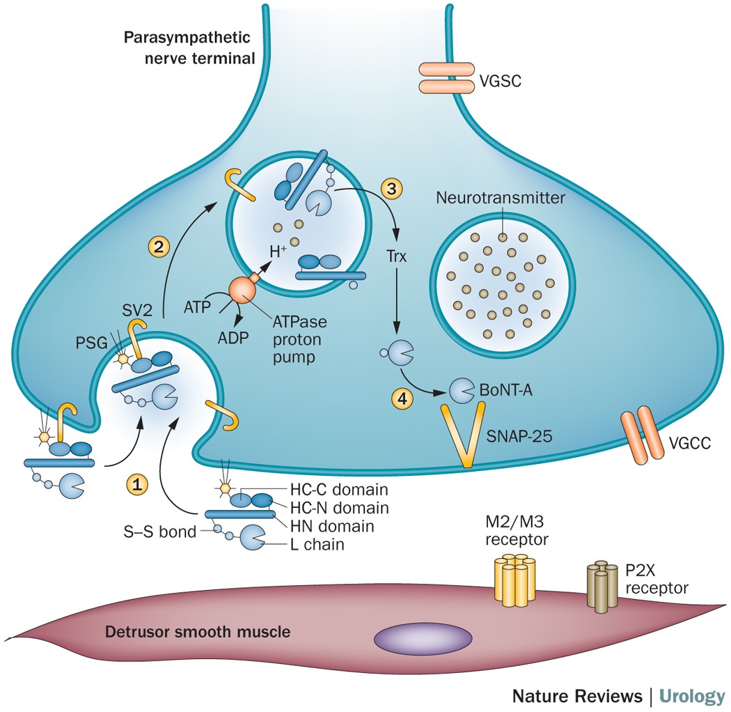 Current and potential urological applications of botulinum toxin A | Nature  Reviews Urology