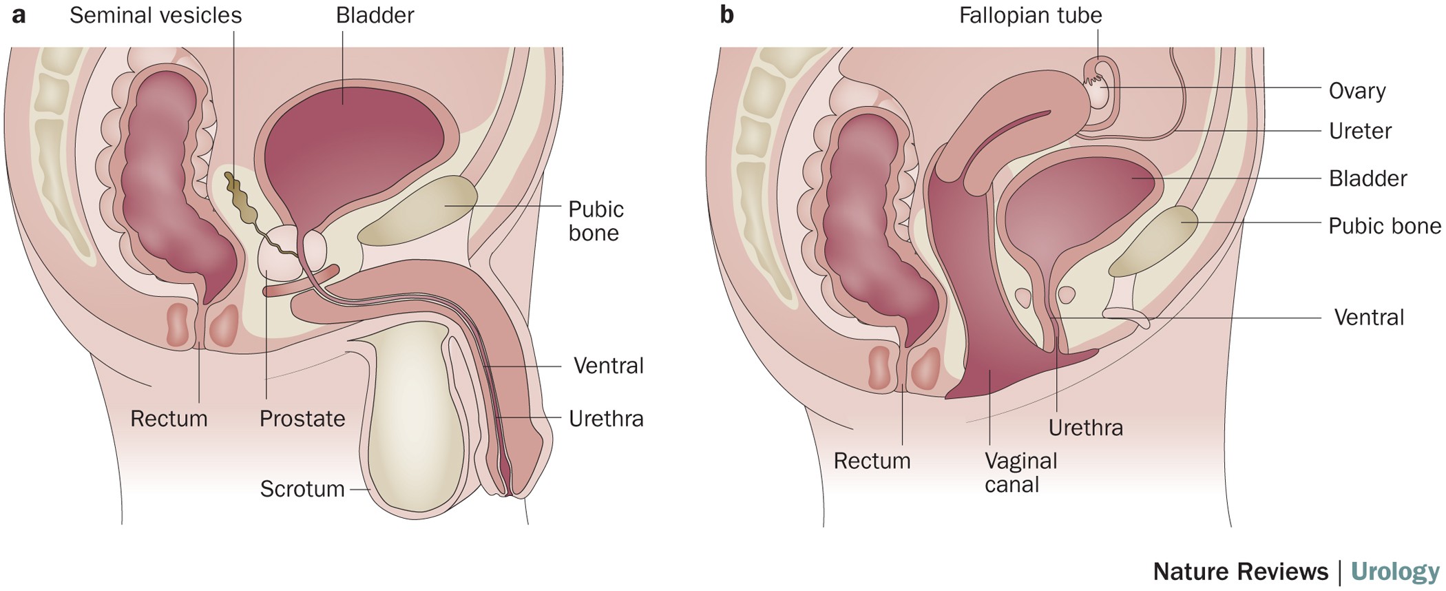 PDF) Management of Paraurethral Cysts in Adult Women: Emphasis on Physical  Examination (A Short Series)