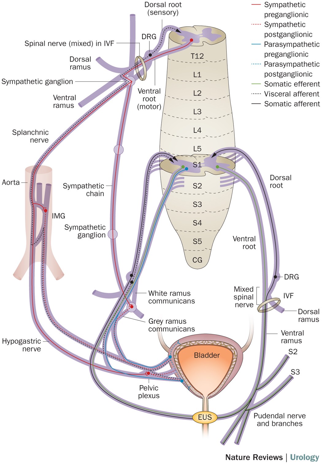 Neural Reconstruction Methods Of Restoring Bladder Function