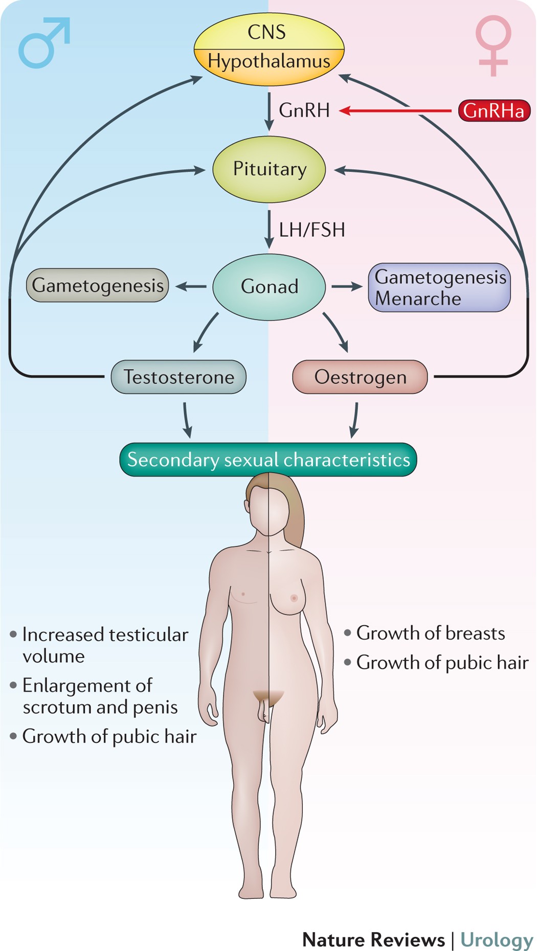To treat or not to treat puberty suppression in childhood-onset gender dysphoria Nature Reviews Urology