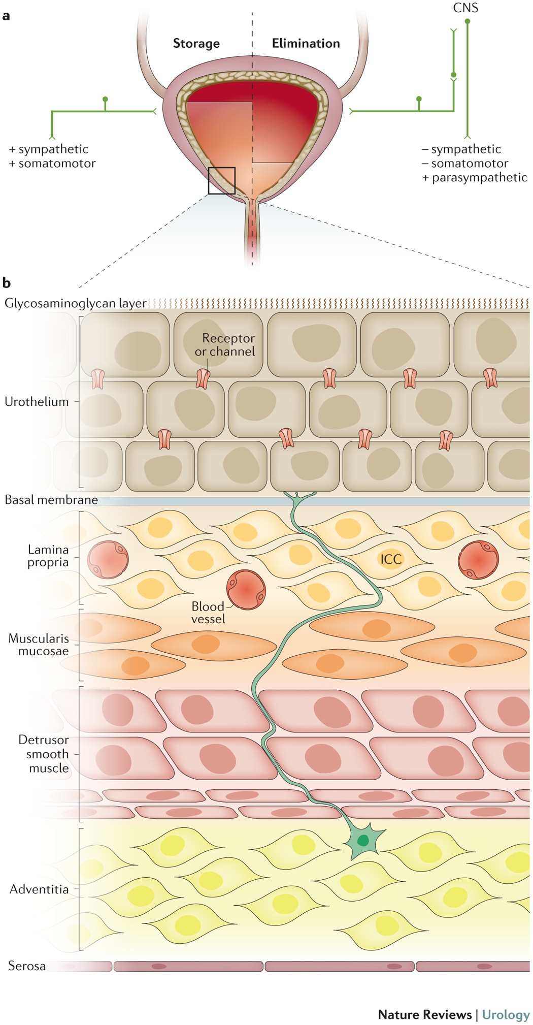 Receptors, channels, and signalling in the urothelial sensory system in the  bladder