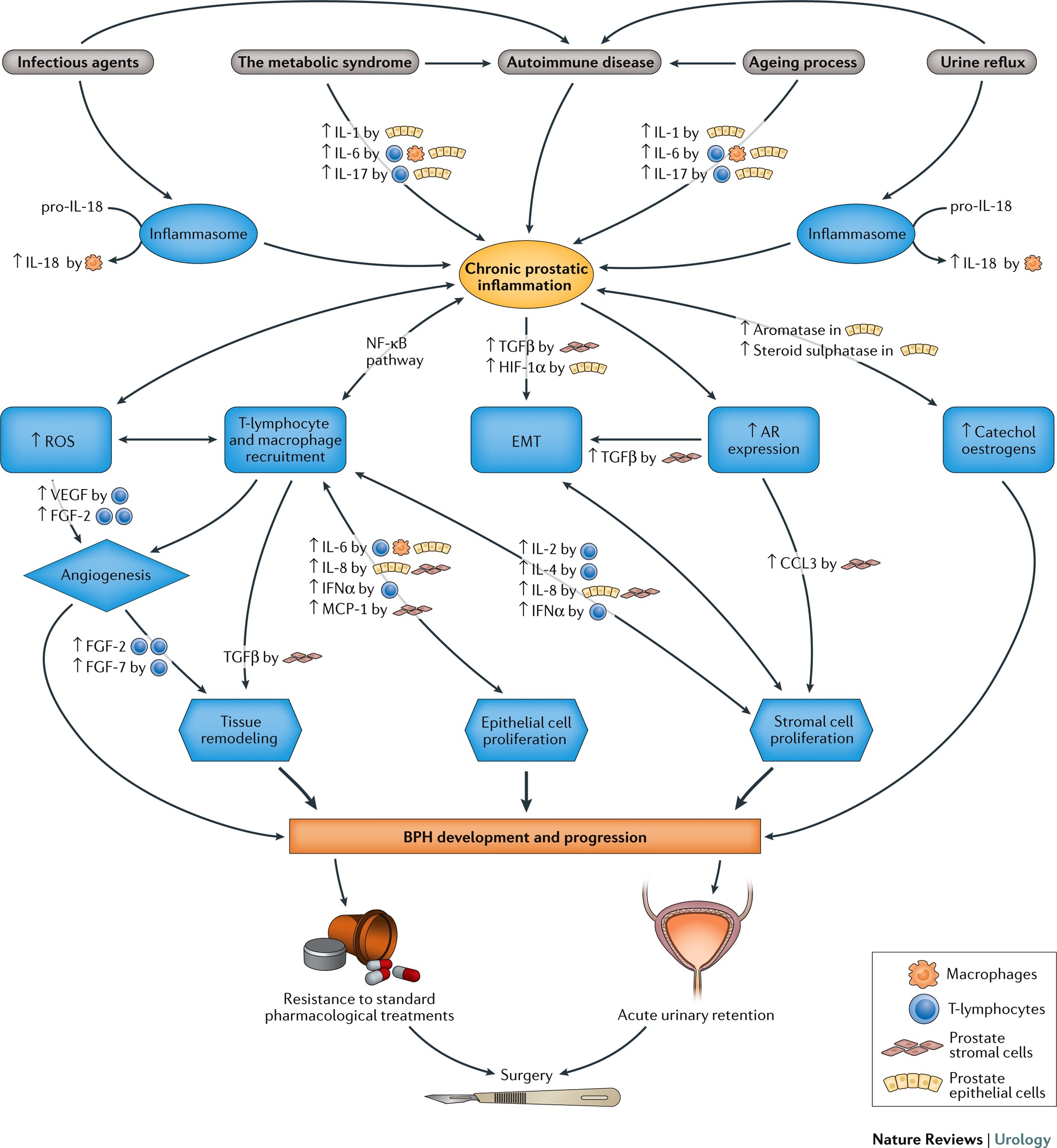 nutrition and benign prostatic hyperplasia)