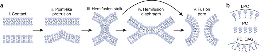 hemifusion of lipid bilayers