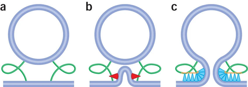 protein-mediated deformation