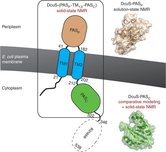 Plasticity of the PAS domain and a potential role for signal transduction  in the histidine kinase DcuS | Nature Structural & Molecular Biology