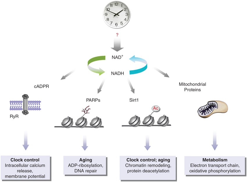 Metabolism Control By The Circadian Clock And Vice Versa Nature Structural Molecular Biology