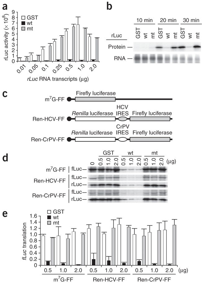 A Two Pronged Strategy To Suppress Host Protein Synthesis By Sars Coronavirus Nsp1 Protein Nature Structural Molecular Biology