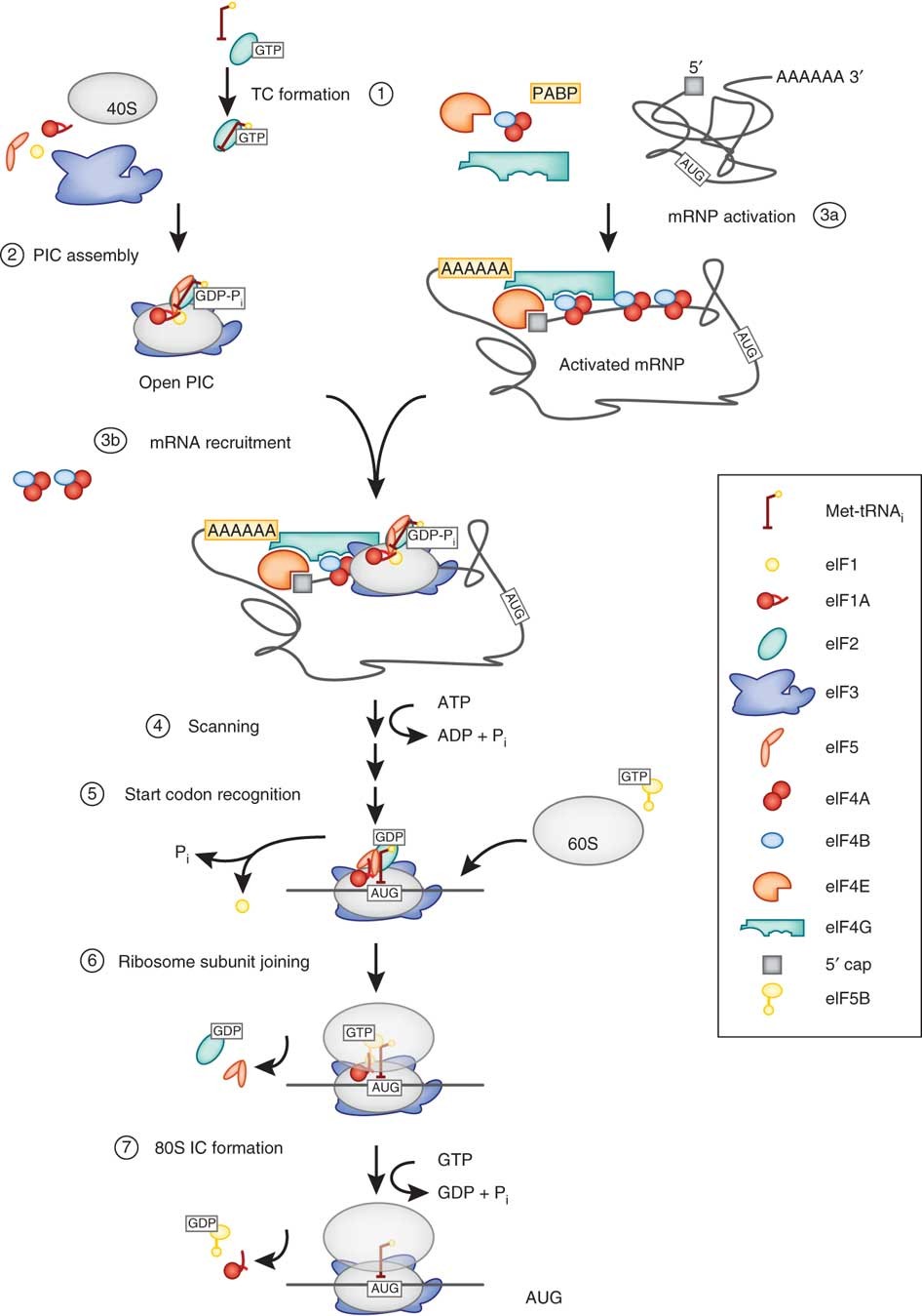 A Mechanistic Overview Of Translation Initiation In Eukaryotes | Nature  Structural & Molecular Biology A Mechanistic Overview Of Translation Initiation In Eukaryotes | Nature  Structural & Molecular Biology