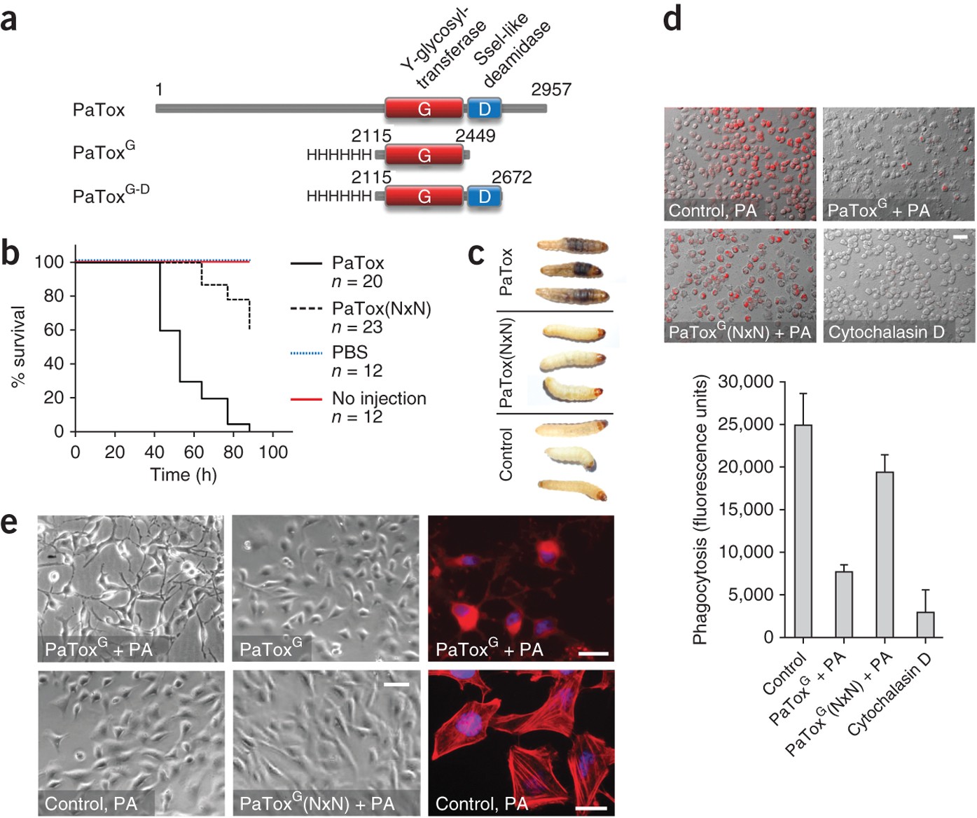A bacterial toxin catalyzing tyrosine glycosylation of Rho and deamidation of Gq and Gi proteins | Nature Structural & Molecular Biology a-bacterial-toxin-catalyzing-tyrosine-glycosylation-of-rho-and-deamidation-of-gq-and-gi-proteins-nature-structural-molecular-biology