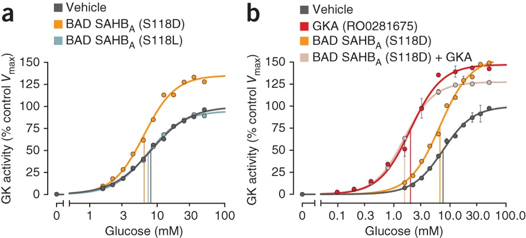 A Phospho Bad Bh3 Helix Activates Glucokinase By A Mechanism