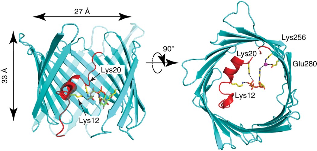 Structure-guided simulations illuminate the mechanism of ATP transport  through VDAC1 | Nature Structural & Molecular Biology