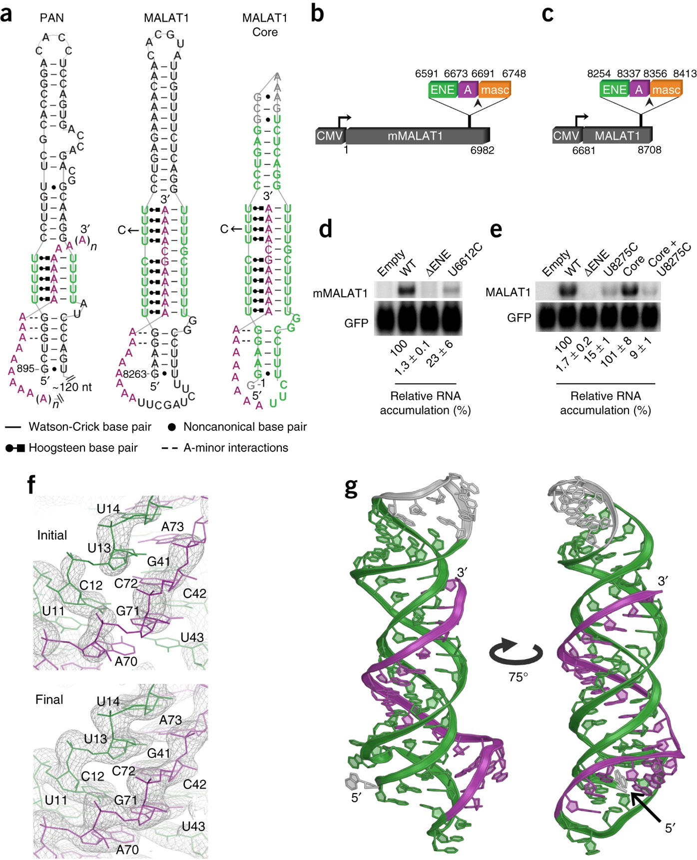 Structural Insights Into The Stabilization Of Malat1 Noncoding Rna By A Bipartite Triple Helix Nature Structural Molecular Biology