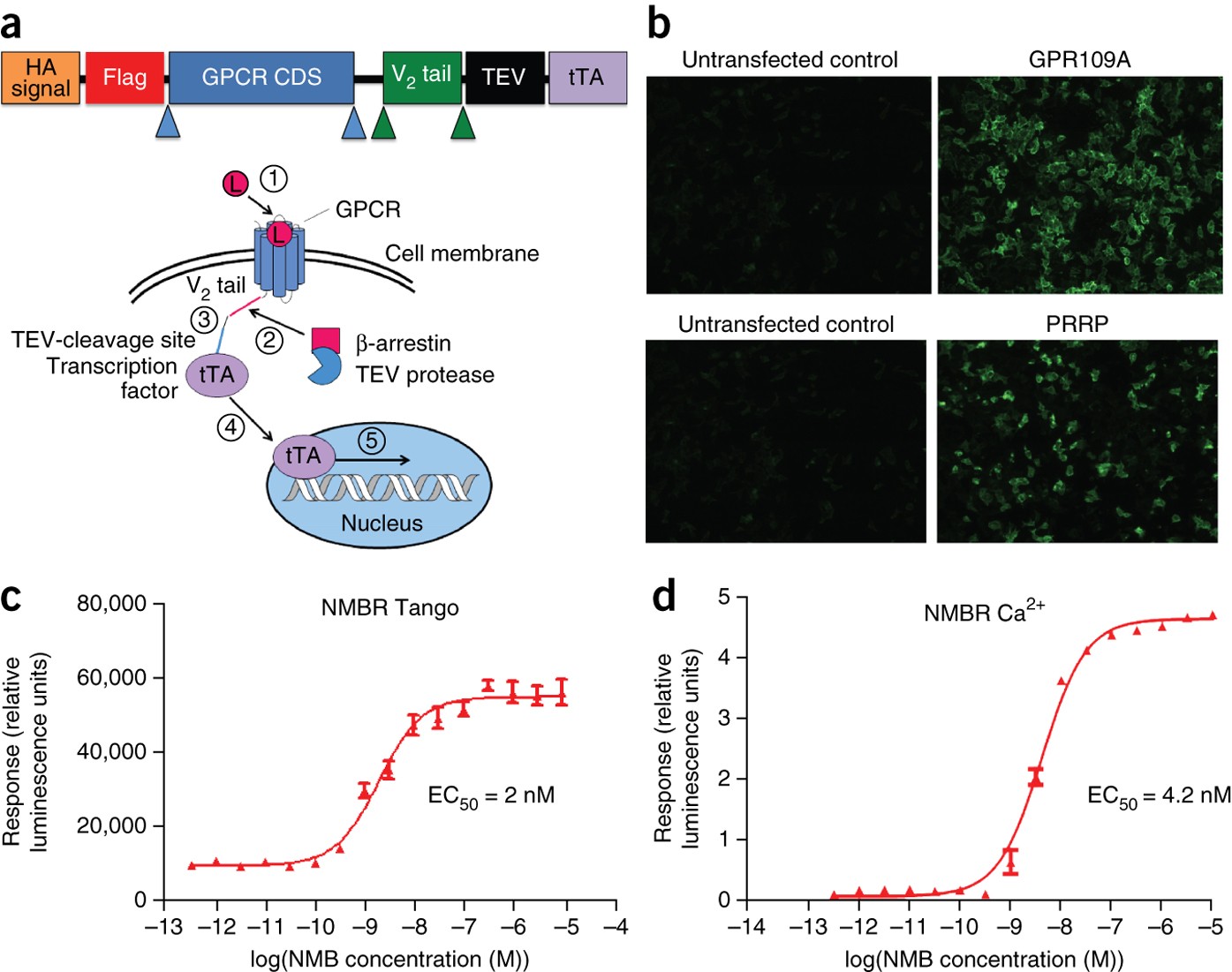 PRESTO-Tango as an open-source resource for interrogation of the druggable  human GPCRome | Nature Structural & Molecular Biology