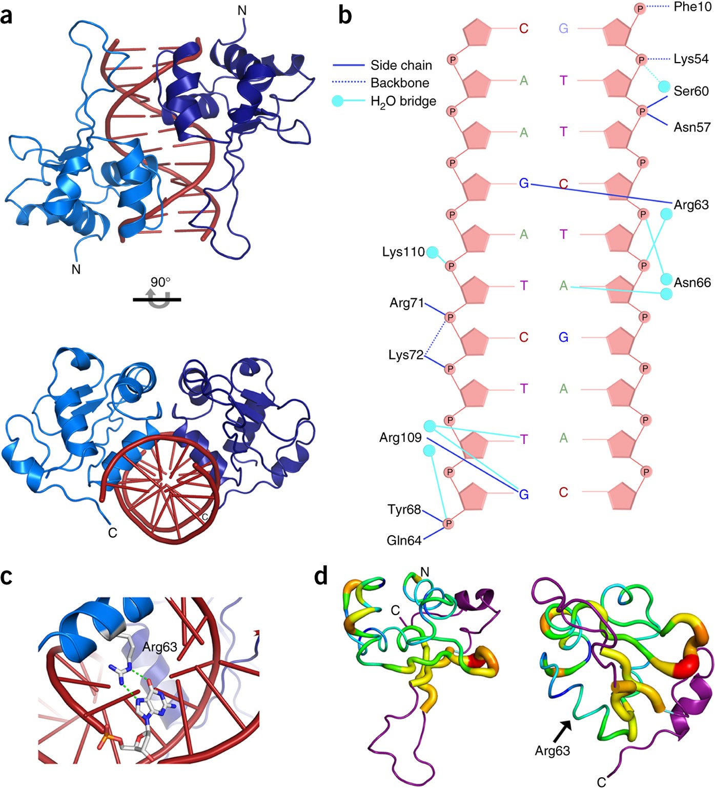 CBP-HSF2 structural and functional interplay in Rubinstein-Taybi  neurodevelopmental disorder