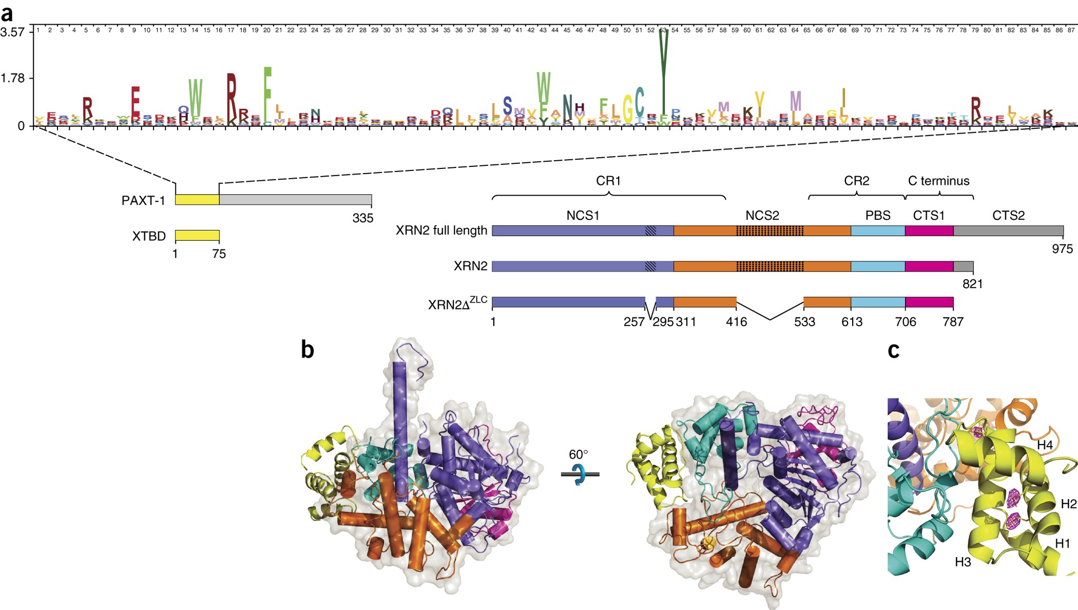 Structural basis and function of XRN2 binding by XTB domains | Nature  Structural & Molecular Biology