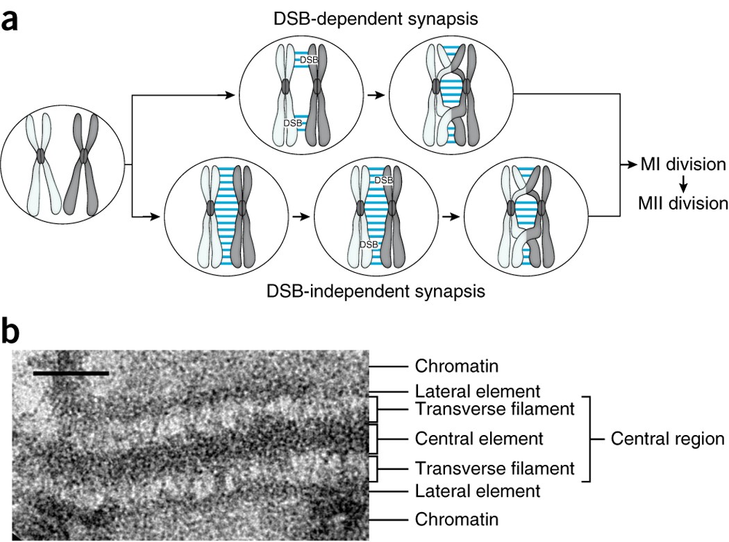 Regulating The Construction And Demolition Of The Synaptonemal