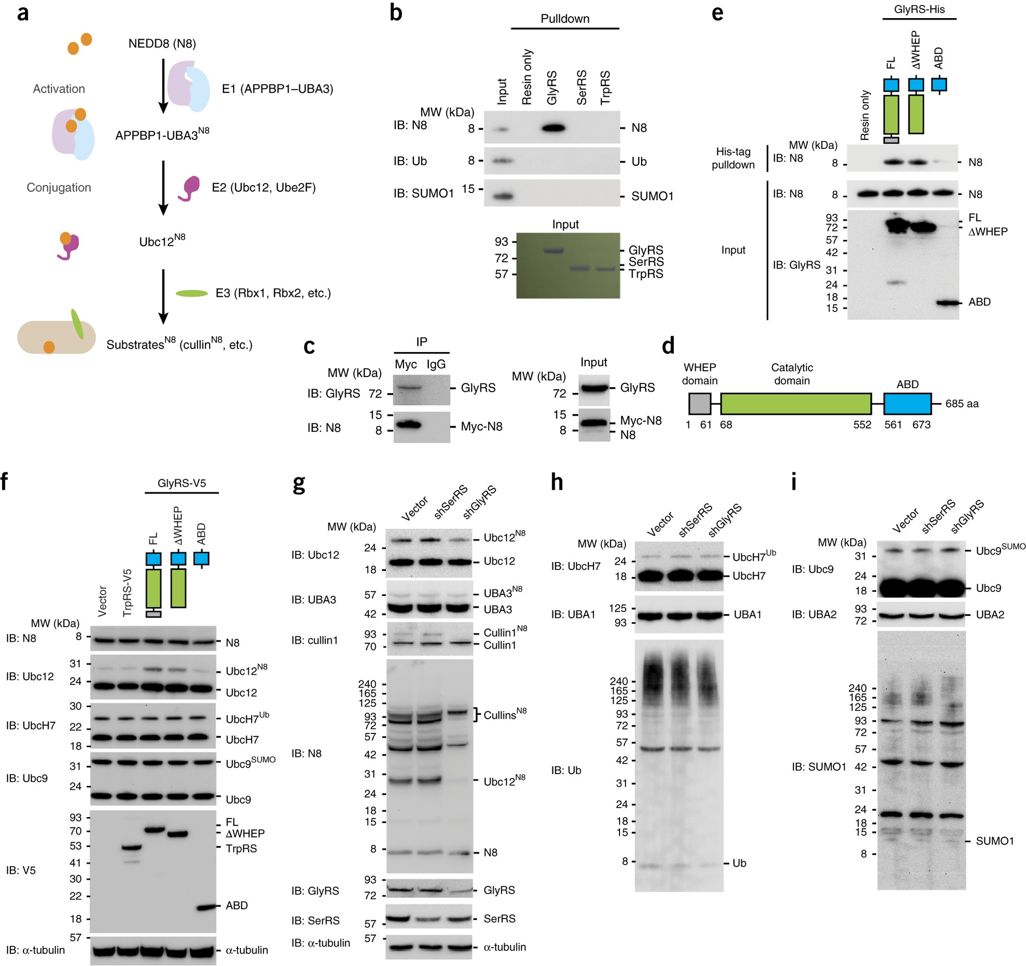 Neddylation requires glycyl-tRNA synthetase to protect activated E2 |  Nature Structural & Molecular Biology