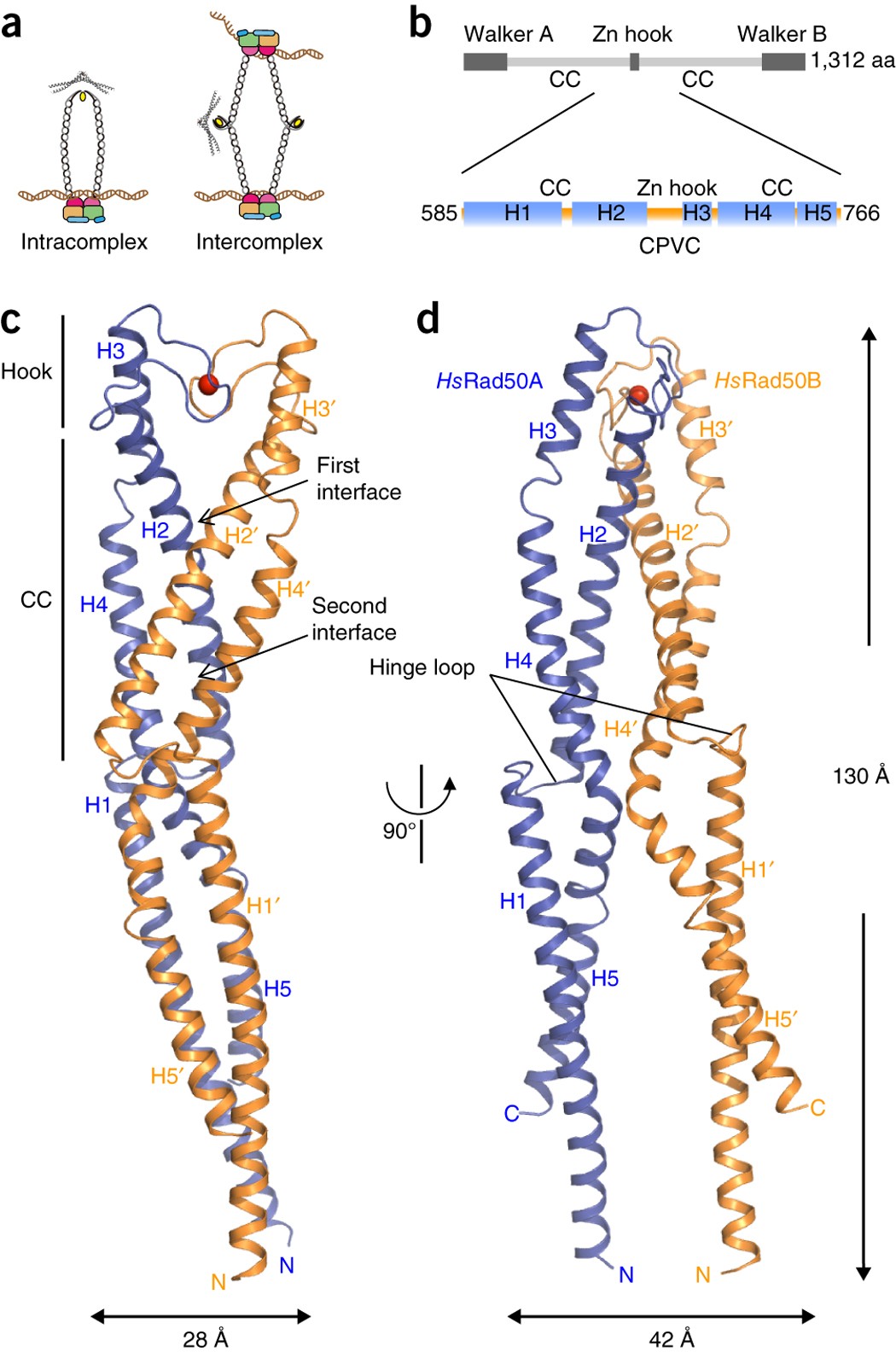 Eukaryotic Rad50 functions as a rod-shaped dimer | Nature Structural &  Molecular Biology