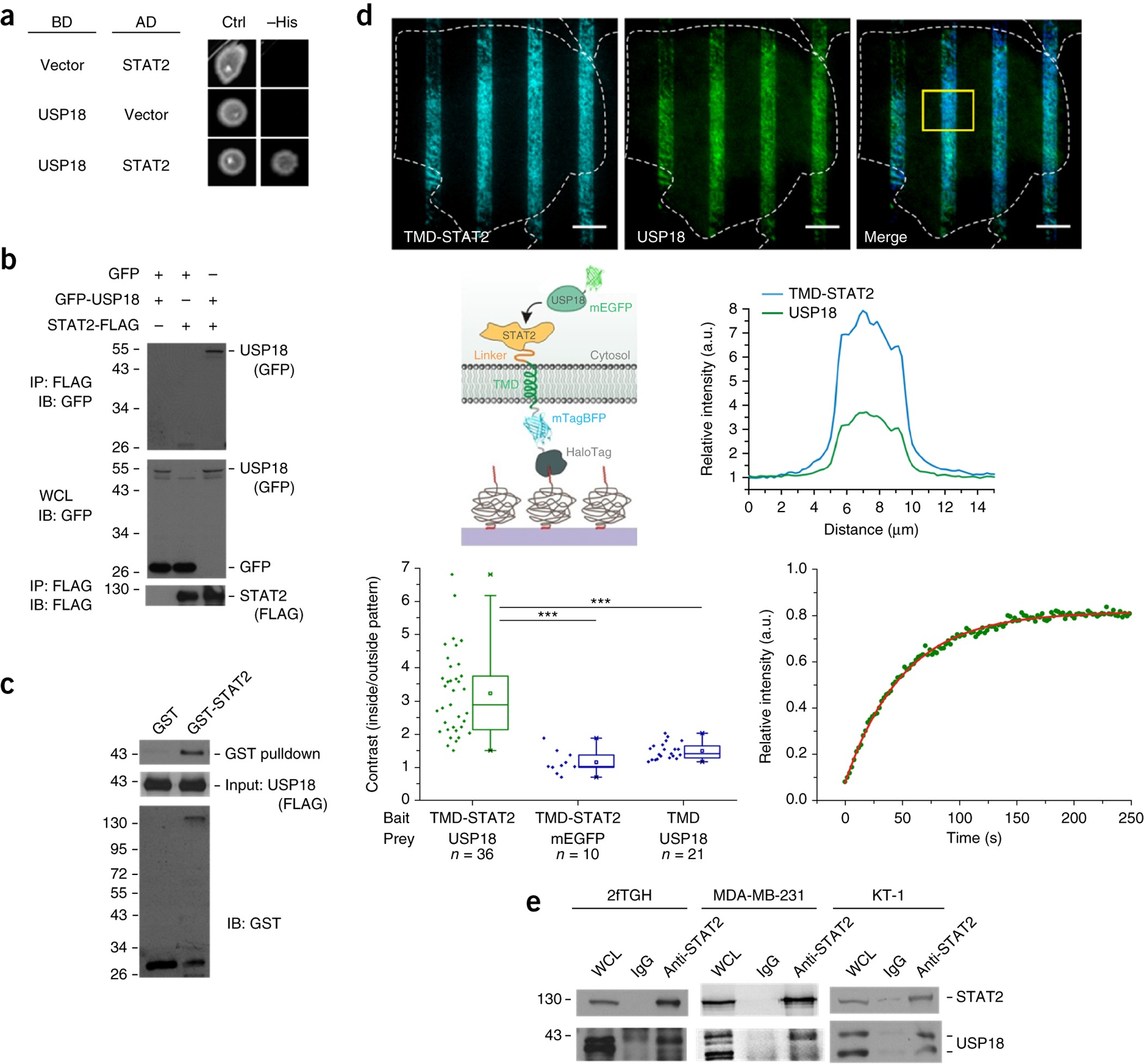 STAT2 is an essential adaptor in USP18-mediated suppression of type I  interferon signaling | Nature Structural & Molecular Biology