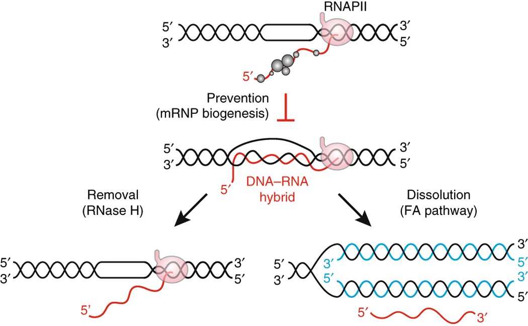 Герпес ДНК или РНК. ДНК гибрида. Hybrid DNA. Корь ДНК или РНК.