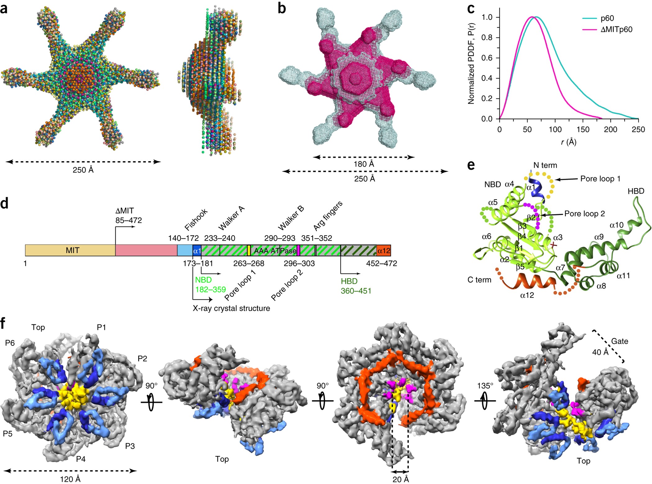 Katanin Spiral And Ring Structures Shed Light On Power Stroke For Microtubule Severing Nature Structural Molecular Biology Katanin Spiral And Ring Structures Shed Light On Power Stroke For Microtubule Severing Nature Structural Molecular Biology