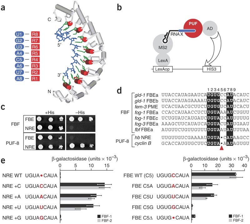 A single spacer nucleotide determines the specificities of two mRNA  regulatory proteins