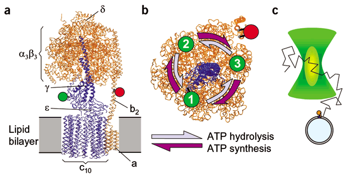 Rotary catalysis of FoF1-ATP synthase | Semantic Scholar