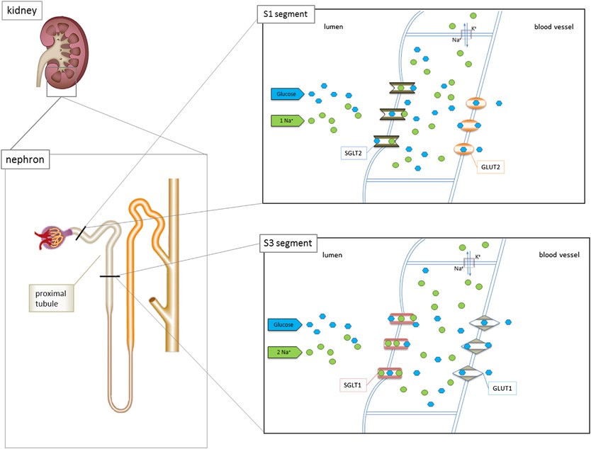 Efficacy Safety And Regulatory Status Of Sglt2 Inhibitors Focus