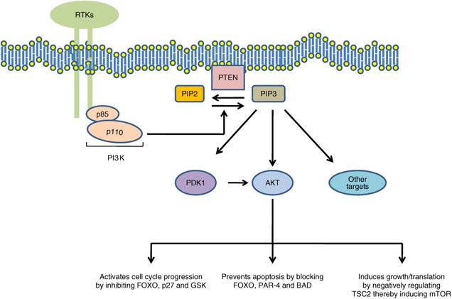 The role of PTEN signaling perturbations in cancer and in targeted therapy  | Oncogene
