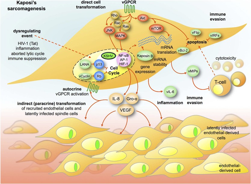 Human tumor-associated viruses and new insights into the molecular mechanisms of cancer | Oncogene Human tumor-associated viruses and new insights into the molecular mechanisms of cancer | Oncogene