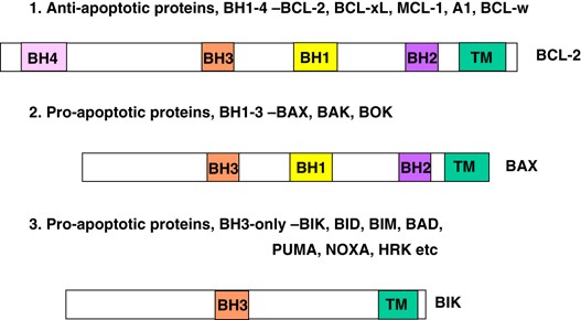 BH3-only proteins in apoptosis and beyond: an overview | Oncogene