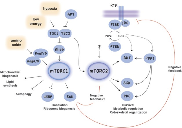 Targeting mTOR: prospects for mTOR complex 2 inhibitors in cancer therapy
