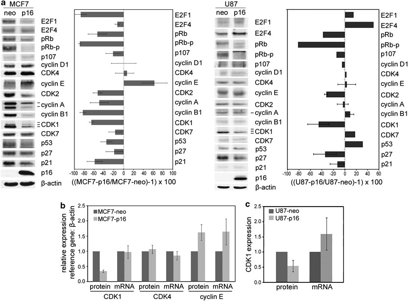 Cyclin Dependent Kinase 1 Expression Is Inhibited By P16ink4a At The Post Transcriptional Level Through The Microrna Pathway Oncogene