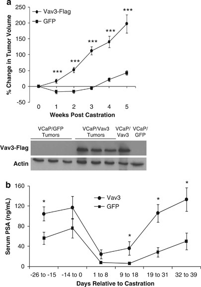 A novel nuclear role for the Vav3 nucleotide exchange factor in 