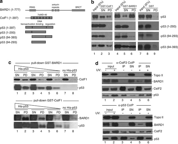 art devany glutathione p53 inhibits mRNA 3′ processing through its interaction with the CstF/BARD1 complex Regulatory Mechanism of Glutathione detox capsules Amount:5mg