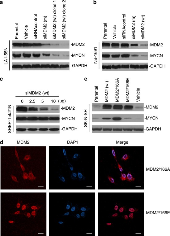 An ALYREF-MYCN coactivator complex drives neuroblastoma tumorigenesis  through effects on USP3 and MYCN stability