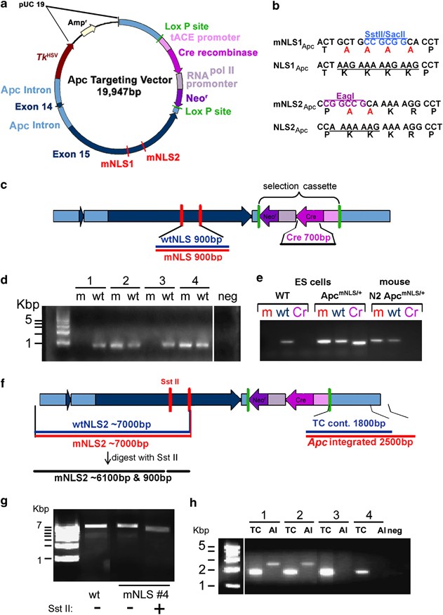 Bcl9 and Pygo synergise downstream of Apc to effect intestinal neoplasia in  FAP mouse models