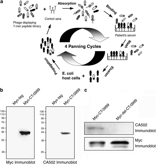 Identification Of Salt Inducible Kinase 3 As A Novel Tumor Antigen Associated With Tumorigenesis Of Ovarian Cancer Oncogene