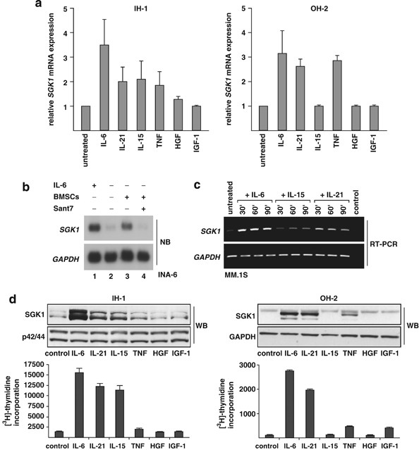 Frontiers  Serum and glucocorticoid-regulated kinase 1: Structure