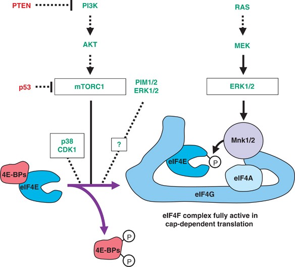 Picture of EIF4E