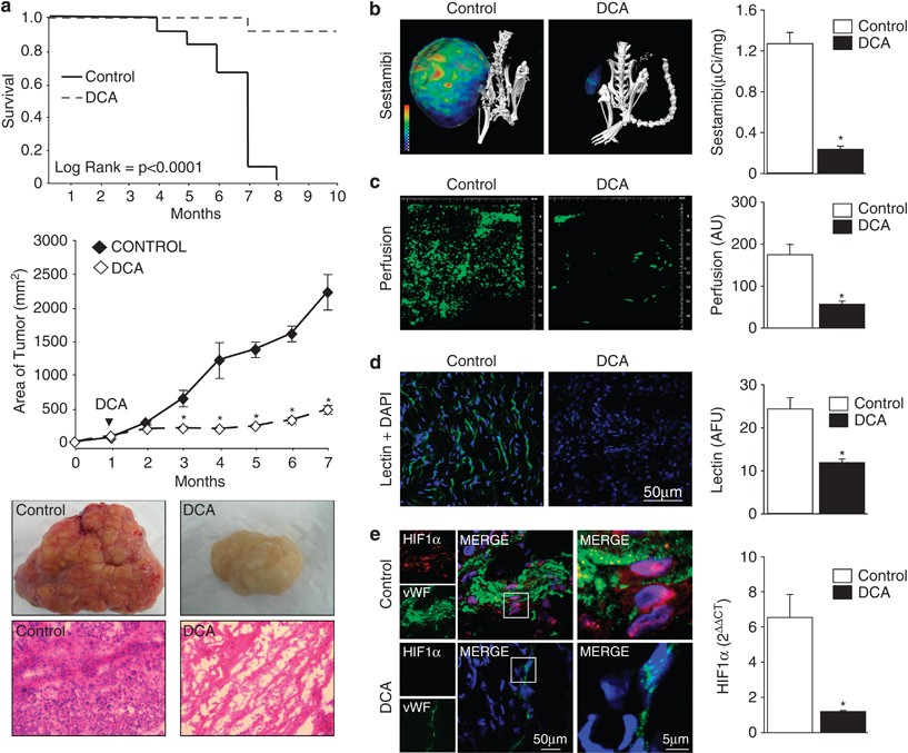 PDF) Hypoxia / Pseudohypoxia-mediated Activation of HIF1A in Cancer